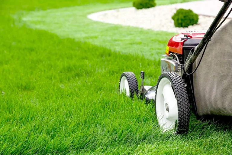 Immagine di un servizio di giardinaggio con un giardino curato